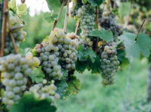 Fermentation in winemaking - grapes