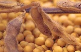 Evolution of fermentation: Soybeans