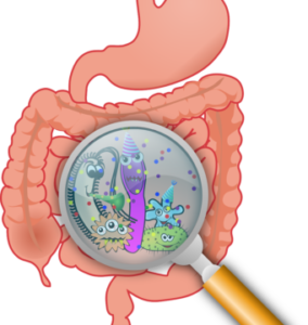 Fermented vegetables: anatomy, bacteria, bacterium-160524.jpg