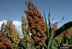 Evolution of fermentation: sorghum