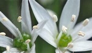 Fermented wild garlic